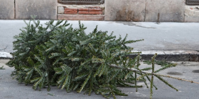 xmastreepetama