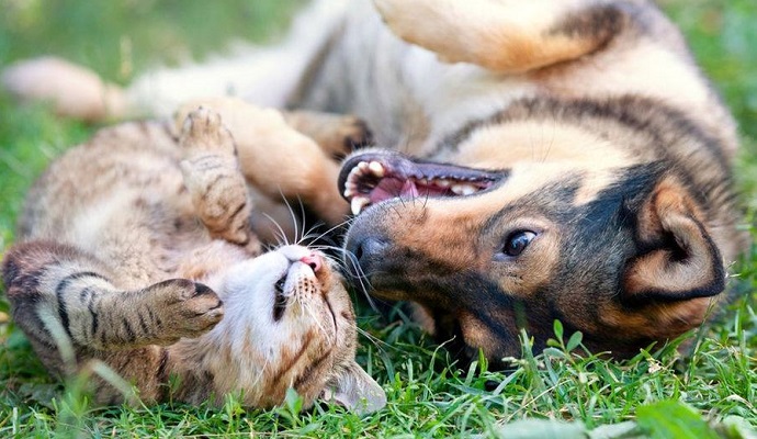 catdog